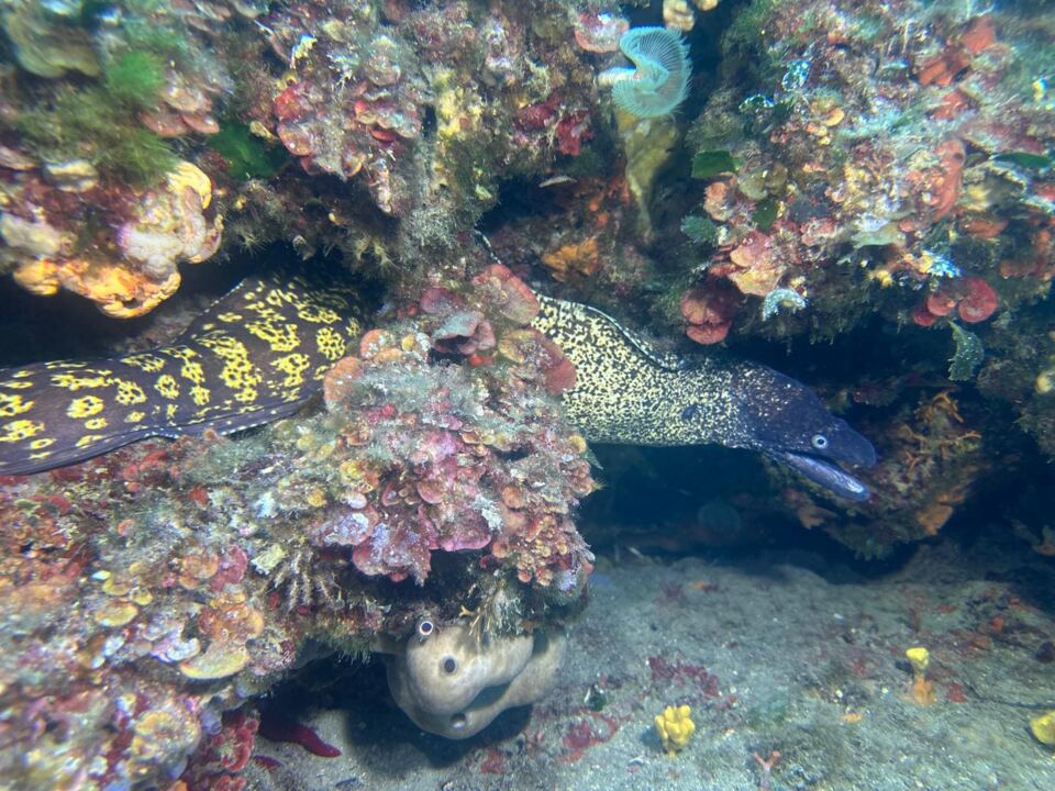 Foto H2O Diving Bolzano 71