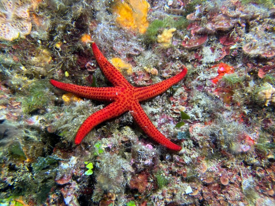 Foto H2O Diving Bolzano 73