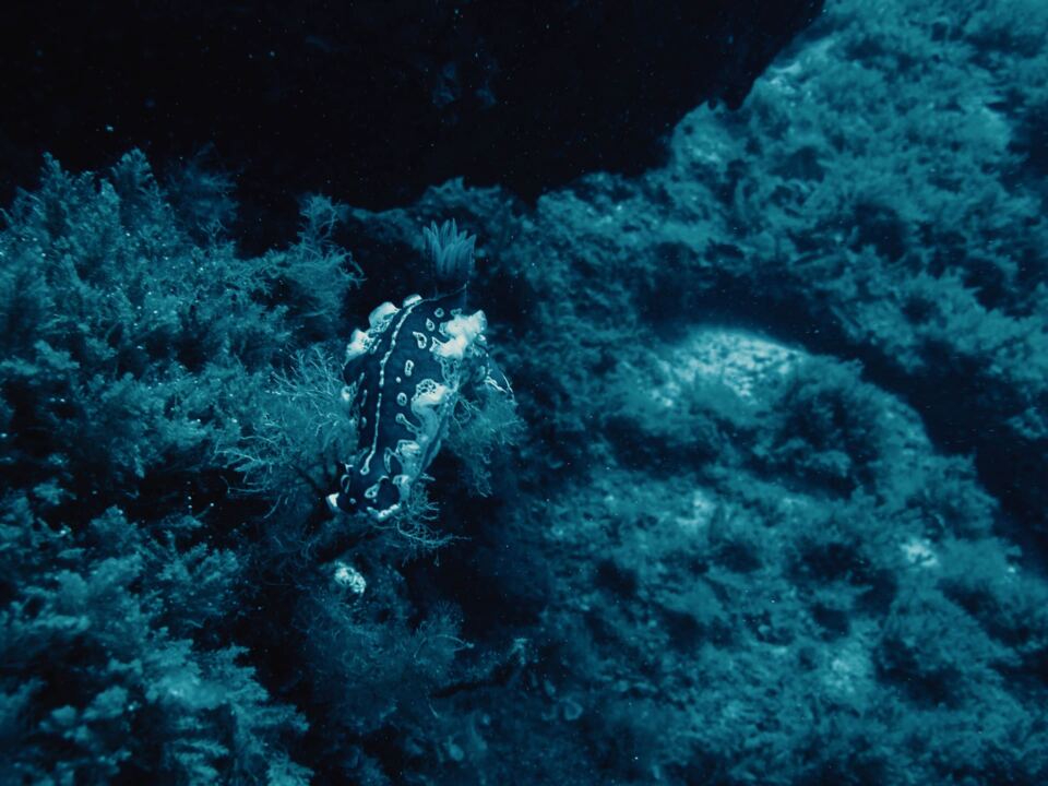 Foto H2O Diving Bolzano 26